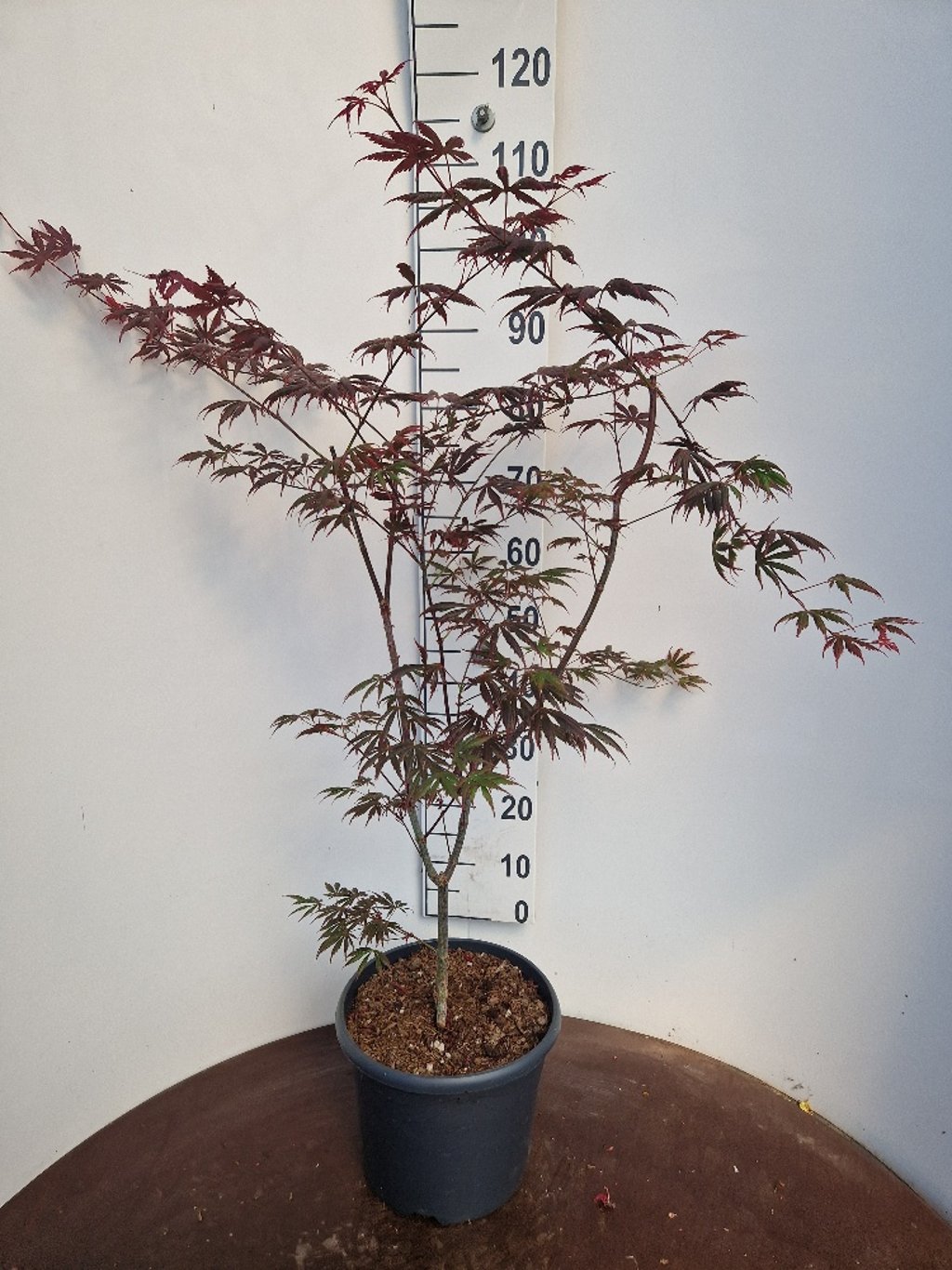 Acer pal. 'Trompenburg' - C10 60-80 CM
